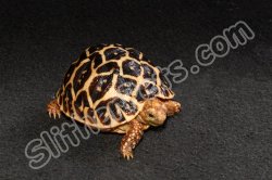 2023 C. B. Indian Star Tortoises (#10217-U)