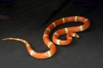 2019 C. B. T+ Hypo Erythristic Sinaloan Milk Snake (#5405-F)