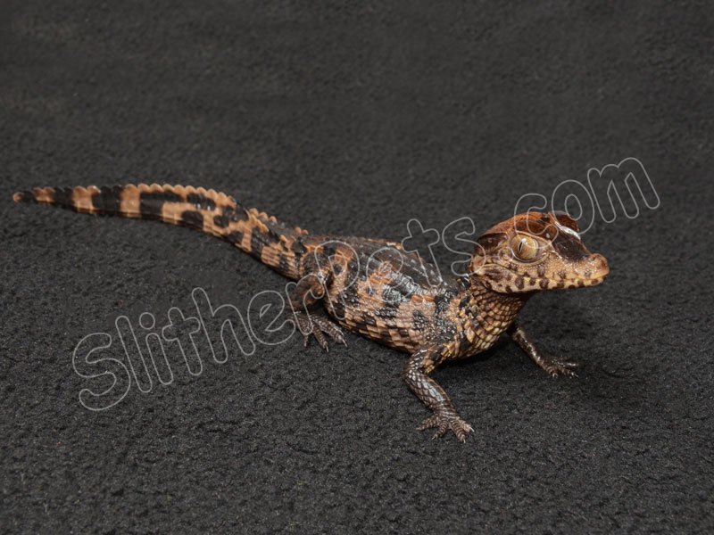 Smooth-Fronted Dwarf Caiman - Click Image to Close