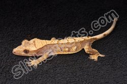 2022 C. B. Harlequin Crested Gecko (#12407-F)