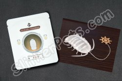 Isopod Oolong Tea ( Oriental Beauty )
