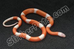 2022 C. B. Albino Sinaloan Milk Snake (#3215-M)