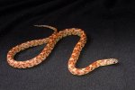 2023 C. B. Hypo Mosaic Brooks King Snake (#2216-M)
