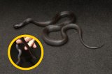 2024 C. B. Mexican Black King Snake (#5106-F)