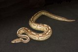 2025 C. B. Lesser Fire Ball Python (#7310)