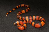2025 C.B. Honduran Milk Snake (#1307-M)