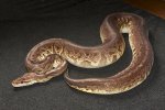 2022 C. B. Pewter Ball Python (#2212-F) 2022 C. B. Pewter Ball Python (#2212-F)