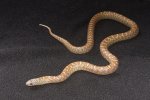 2023 C. B. Hypo Florida King Snake (#2214-M)