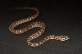 2024 C. B. Papuan Carpet Python (#5210-F)