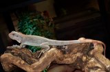 2026 C. B. Snow Zero Iguanas (#9204-U)