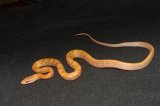 2026 C. B. Albino T+ Taiwan Beauty Rat Snake (#7406-M)