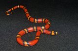 2026 C. B. Tangerine Honduran Milk Snake (#9508-F)