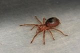 2026 C. B. Brazilian Black Tarantula (#7505-U)