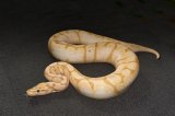 2025 C.B. Banana Bee Ball Python (#3304-F)