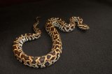 2026 C. B. Burmese Python (#10308-F)