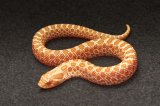 2025 C. B. Albino Western Hognose (#5109-F)