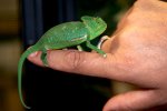 2025 C. B. Veiled Chameleons (#9103)