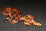 2024 C. B. Hypo Blood Boa (#5205-M)