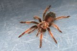 2025 C. B. Mexican Red Leg Tarantula (#7503-U)