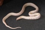 2022 C. B. Snow Florida King Snake (#10301-M)