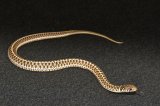 2024 C. B. Checkered Garter Snake (#4302-F)