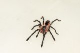 2026 C. B. Purple Bloom Tarantula (#8305-U)