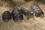 2020 C. B. Red Footed Tortoises (#94217-M)