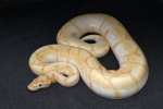 2022 C. B. Banana Pastel Spider Ball Python (#8514-M)