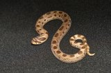 2026 C. B. Anaconda Western Hognose (#7515-M)
