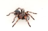 2026 C. B. Mexican Red Knee Tarantula (#8312-U)