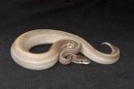 2022 C. B. Super Phantom Leopard Ball Python (#11502-F)