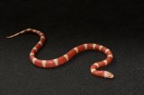 2025 C.B. Albino Nelsons Milk Snake (#1310-F)