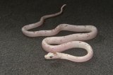 2026 C.B. Palmetto Corn Snake (#3305-F)