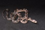 2023 C. B. Scaleless Texas Rat Snake (#2220-M)