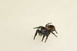 2026 C. B. Dream Jumping Spider (#8303-U)