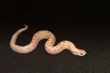 2026 C. B. Pink Pastel Albino Western Hognose (#10303=M)