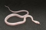 2026 C.B. Amelanistic Palmetto Corn Snake (#3306-F)