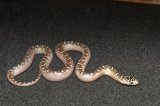 2026 C. B. White Sided Brooks King Snake (#7305)