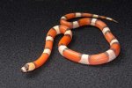 2022 C. B. Hypo Tri-Color Honduran Milk Snake (#2401-M)