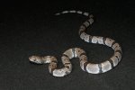 2022 C. B. Juno Gray Banded King Snake (#5403-M)