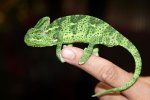 2025 C. B. Veiled Chameleons (#9104)
