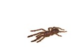 2026 C. B. Sarawak Red Tiger Tarantula (#8307-U)