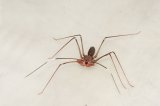 2026 C. B. Baja Whipscorpion ‘Jalisco’ (#8323-U)