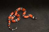 2026 C. B. Sinaloan Milk Snake (#9514-F)