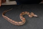 2023 C. B. Colombian Red Tail Boa (#12205-F)