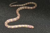 2024 C. B. Albino Banded California King Snake (#4310-F)