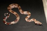 LTC Guyana Red Tail Boa (#9408-F)
