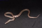 2023 C. B. Anery Hypo Florida King Snake (#2211-M)