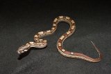2026 C. B. Motley Red Tail Boa (#7402-F)