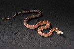 2022 C. B. Scaleless Texas Rat Snake (#2410-M)